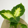 Mini Dumb cane & Pot