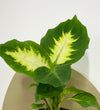 Mini Dieffenbachia & Pot