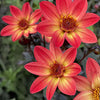Dahlia Bulbs in Bucket