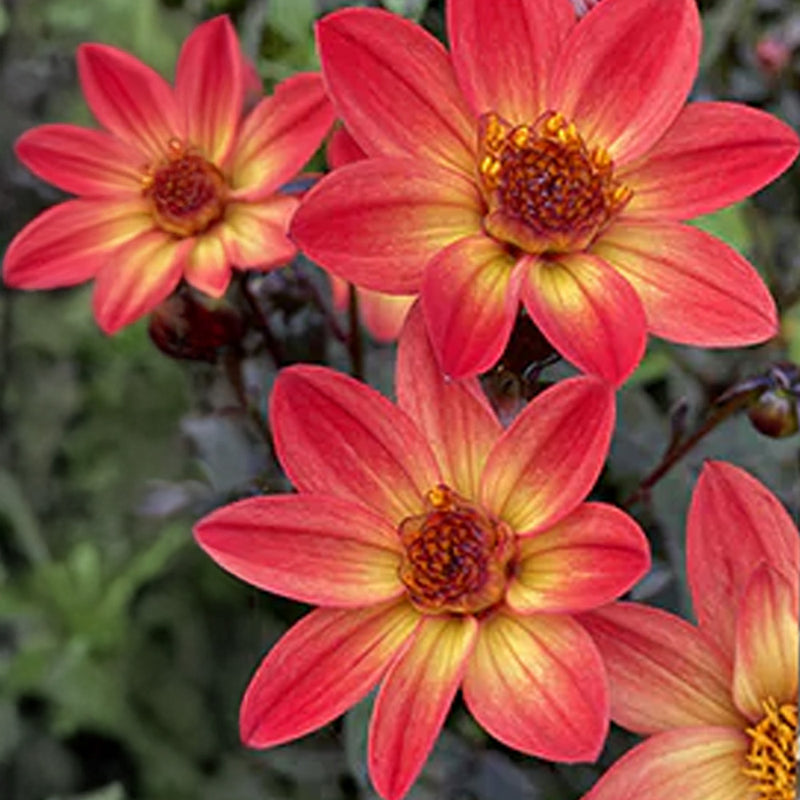 Dahlia Bulbs in Bucket