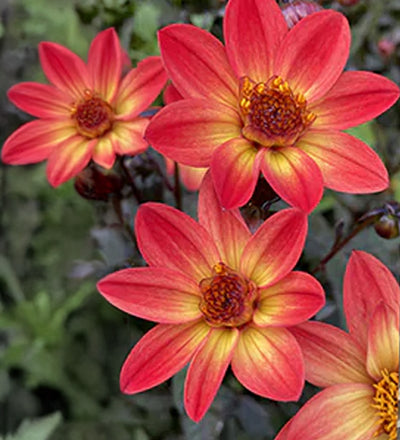 Dahlia Bulbs in Bucket