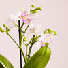 Dazzling Blossom Orchid & Pot