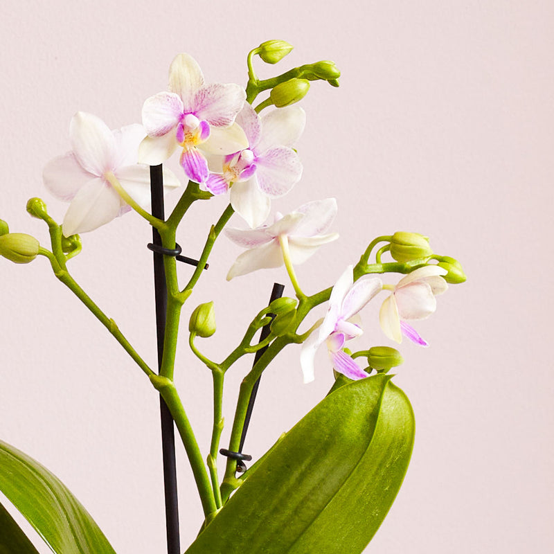 Dazzling Blossom Orchid & Pot