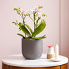 Dazzling Blossom Orchid & Pot