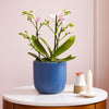 Dazzling Blossom Orchid & Pot