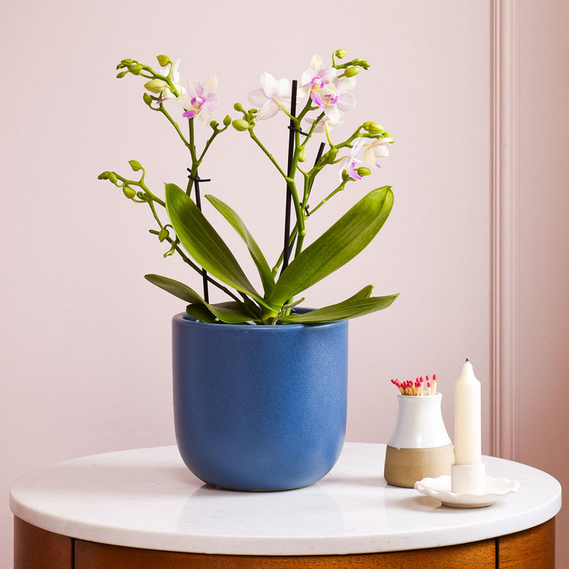 Dazzling Blossom Orchid & Pot