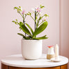 Dazzling Blossom Orchid & Pot