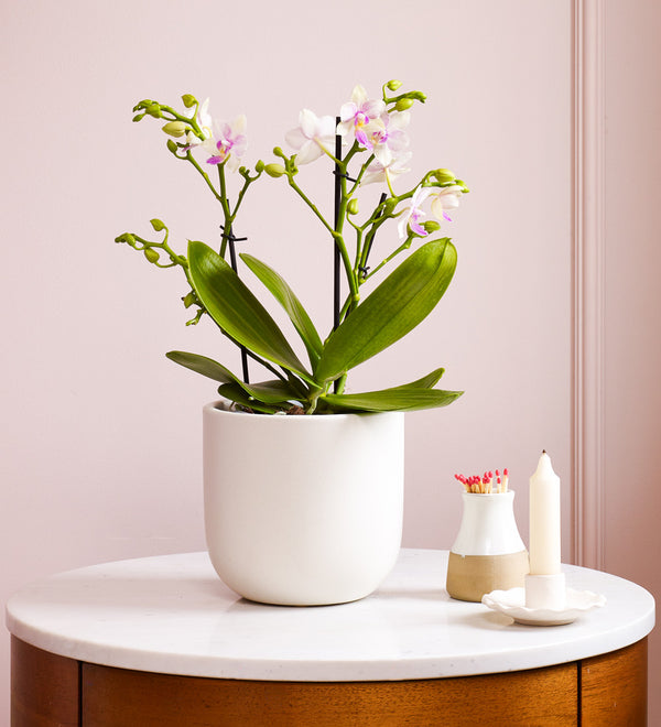 Dazzling Blossom Orchid & Pot