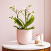 Dazzling Blossom Orchid & Pot