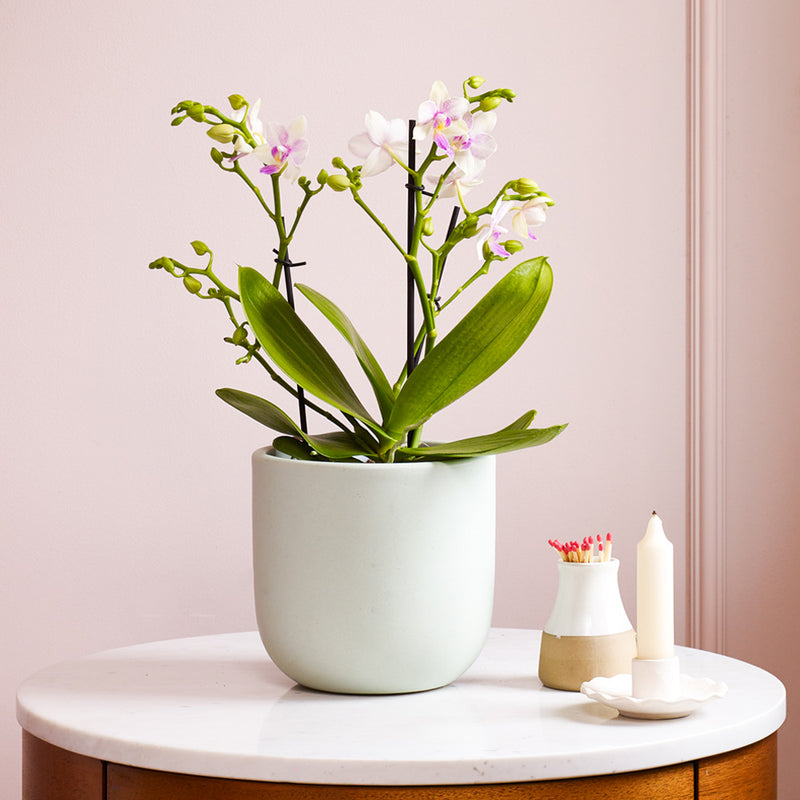 Dazzling Blossom Orchid & Pot