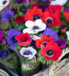 Anemone De Caen Bulbs