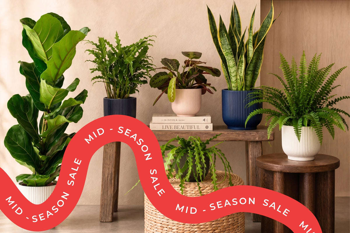 20% off everything