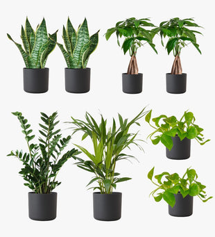 Graphite Desktop Bundle