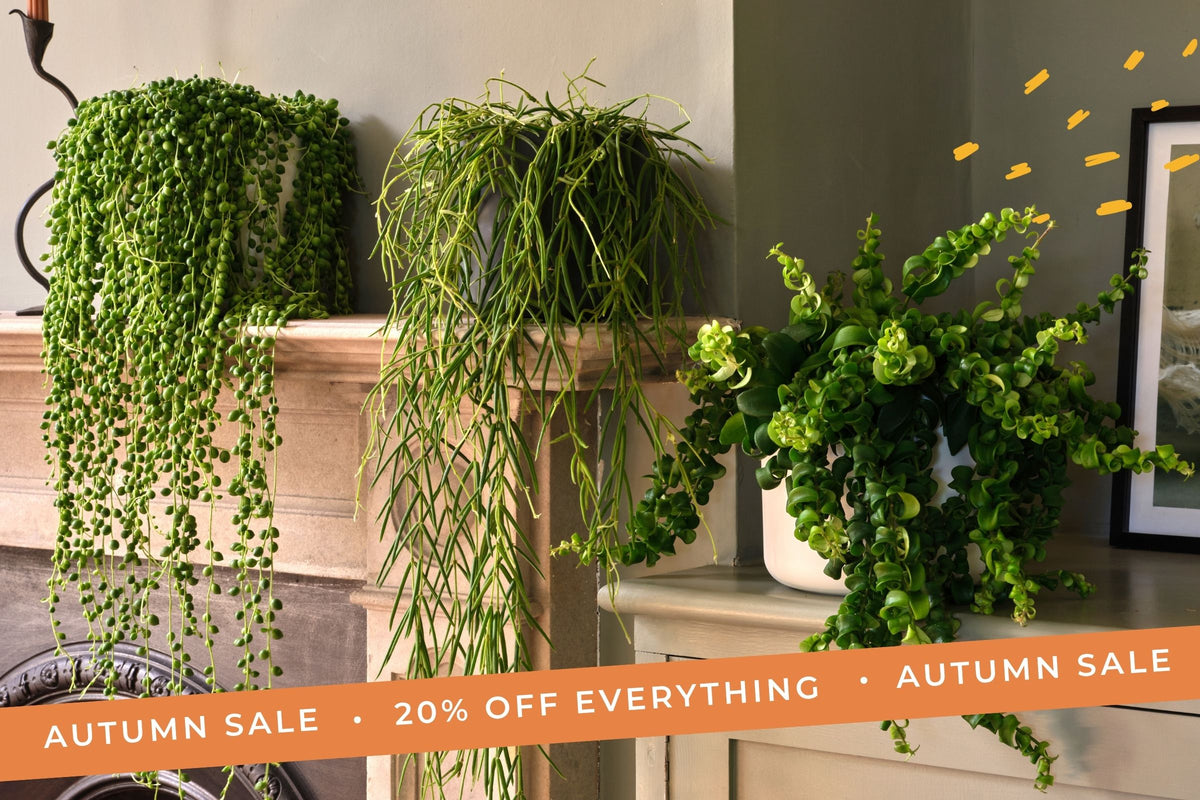 20% off everything