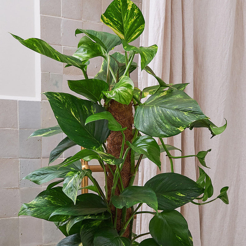 Devil's Ivy on Moss Pole & Pot