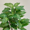 Artificial Dieffenbachia