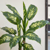 Artificial Dieffenbachia