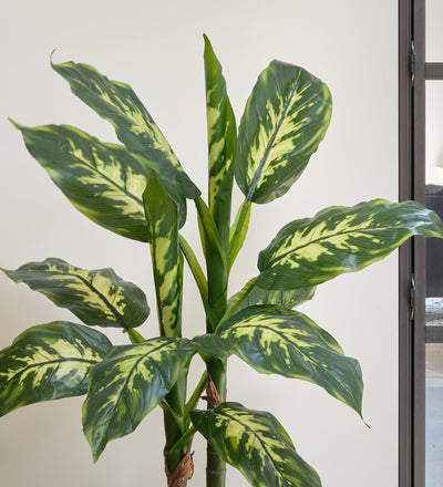 Artificial Dieffenbachia