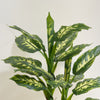 Artificial Dieffenbachia