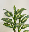 Artificial Dieffenbachia