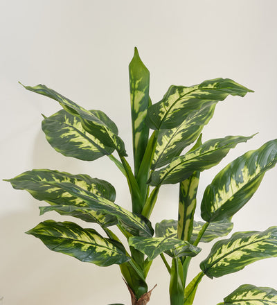 Artificial Dieffenbachia