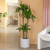 Dracaena Fragrans Steudneri