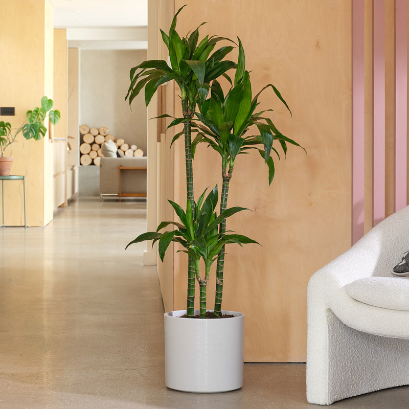 Dracaena Fragrans Steudneri