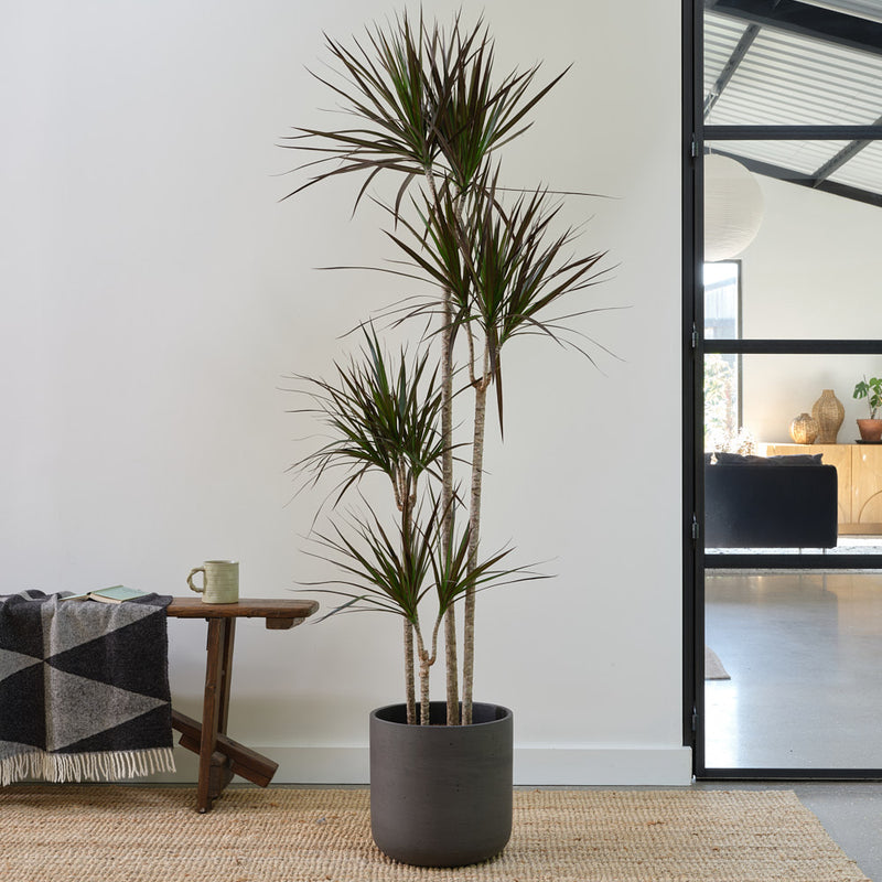 Dracaena Marginata Magenta