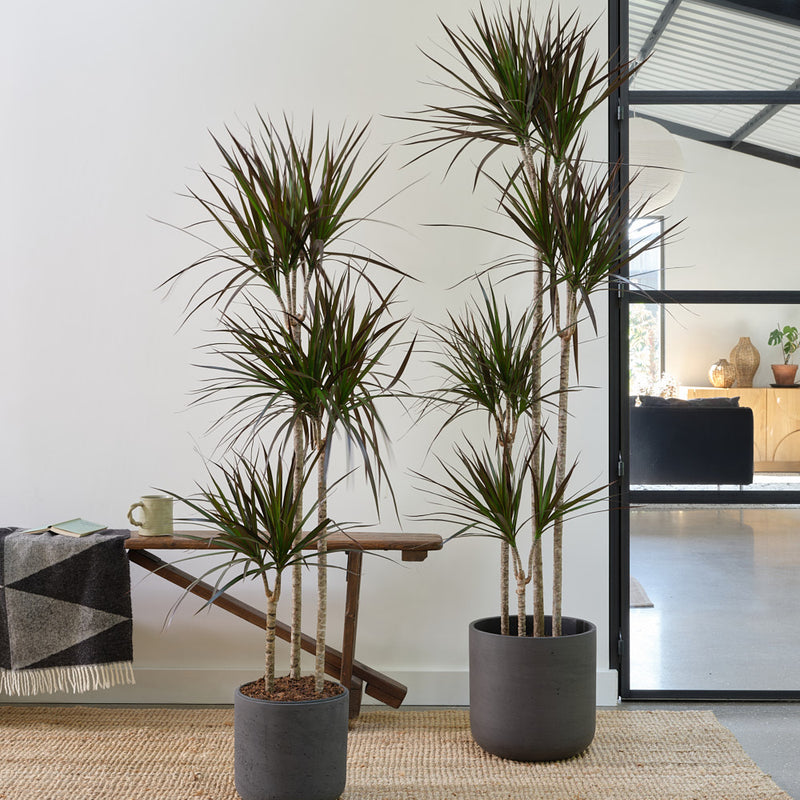 Dracaena Marginata Magenta