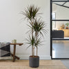 Dracaena Marginata Magenta