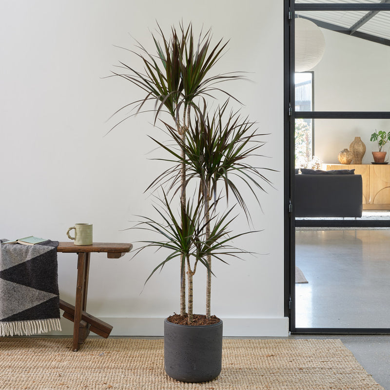 Dracaena Marginata Magenta