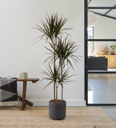 Dracaena Marginata Magenta