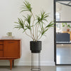 Artificial Dracaena Multi-trunk