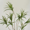 Artificial Dracaena Multi-trunk