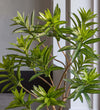 Artificial Dracaena Tree