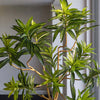 Artificial Dracaena Tree