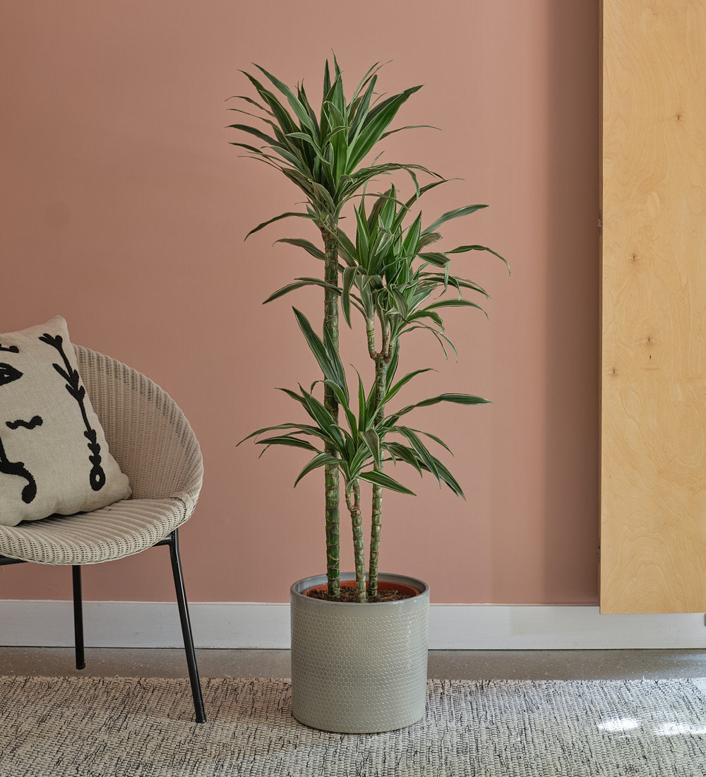 Large Dracaena Fragrans Warneckei