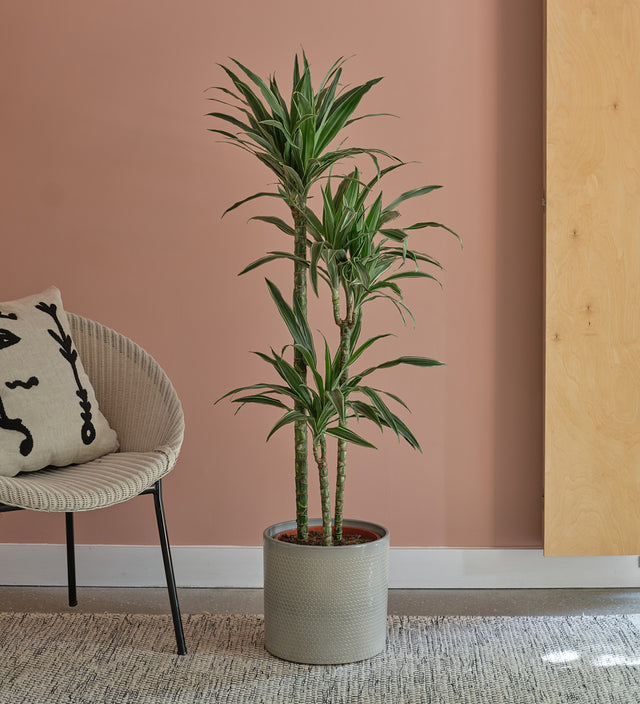 Large Dracaena Fragrans Warneckei