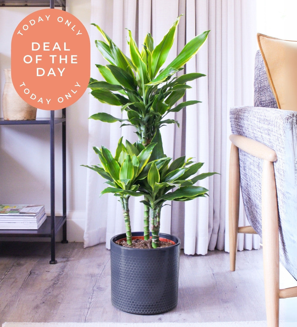 Dracaena Gold Coast