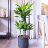 Dracaena Gold Coast