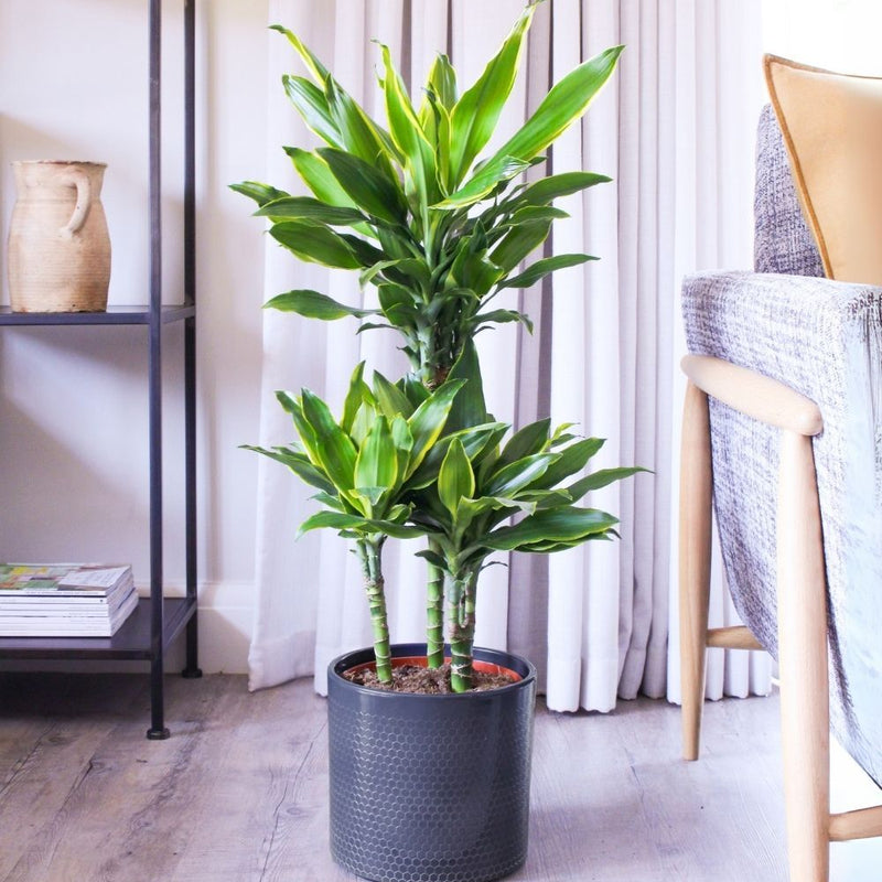 Dracaena Gold Coast