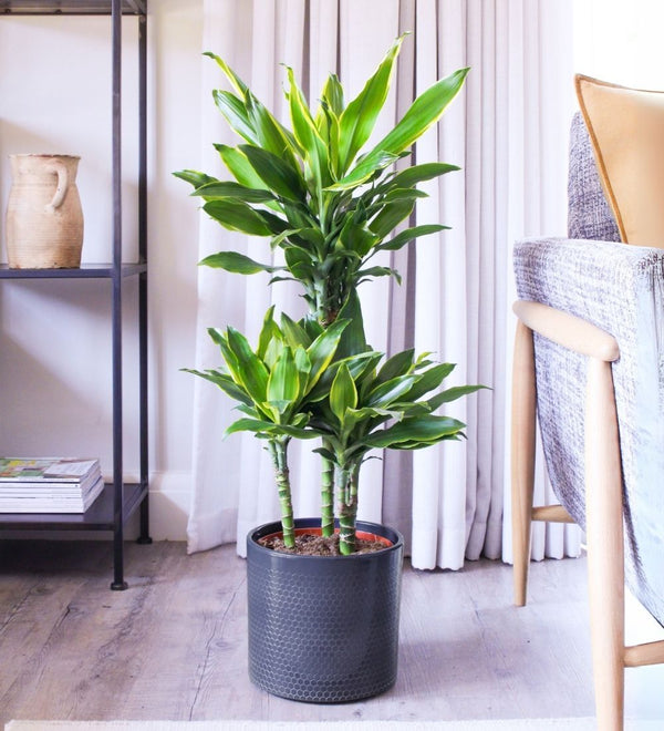 Dracaena Gold Coast