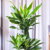 Dracaena Gold Coast