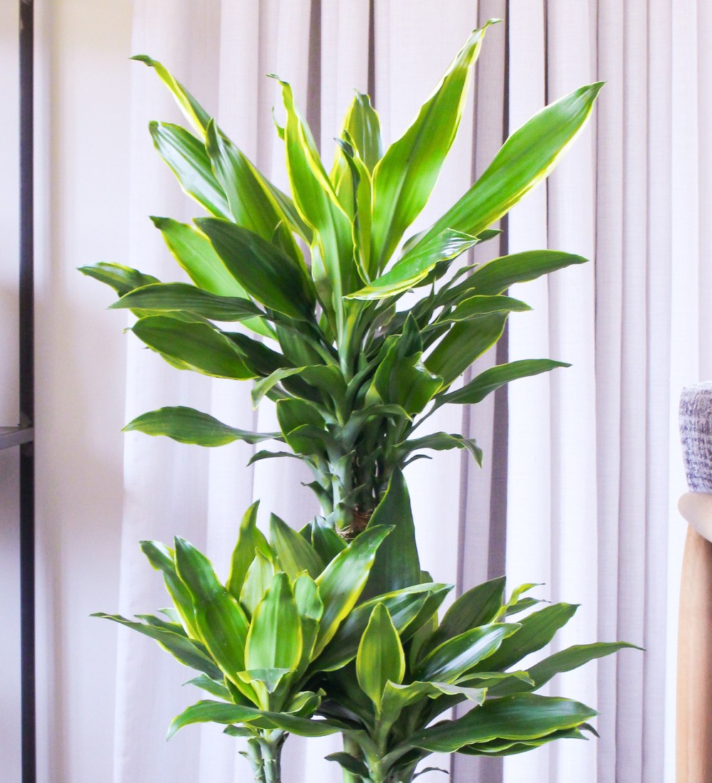 Dracaena Gold Coast