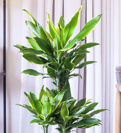 Dracaena Gold Coast
