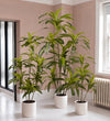 Artificial Dracaena