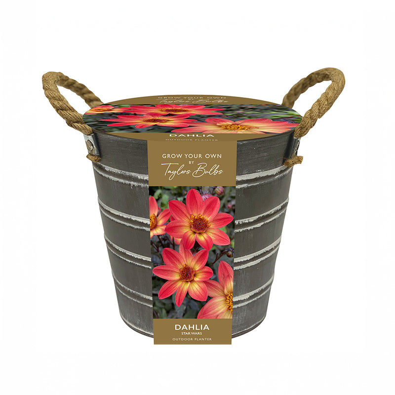 Dahlia Bulbs in Bucket