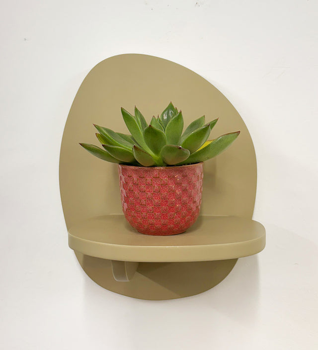 Mini Succulent & Pot