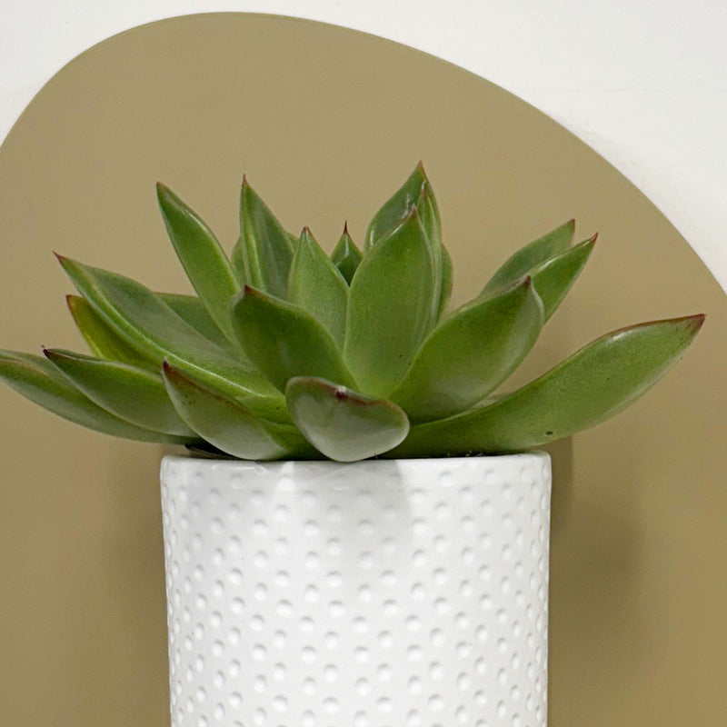 Mini Lipstick Echeveria & Pot