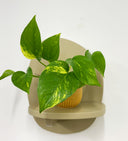 Mustard Pot
